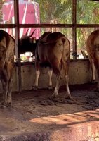 Kandang Sapi Om Masran