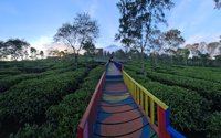 Agrowisata Teh Wonosari