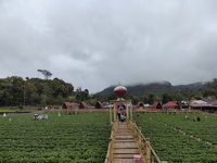 Kebun Strawberry Walini