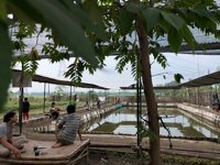 Kp Joran Lengkung Bc