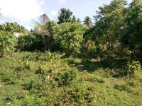 Kebun Raya Gamkonora