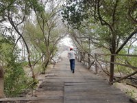 Taman Mangrove Morosari Demak