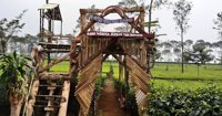 Wisata Agro Kebun Teh Bedakah