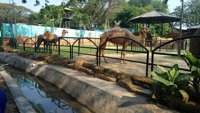 Kebun Binatang Surabaya / Surabaya Zoo