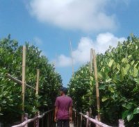 Wisata Mangrove Cilebar