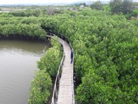Wisata Mangrove Tapak