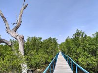 Hutan Mangrove Kupang, Ntt