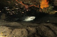 Angel Canyon Coral Reef