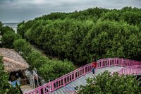 Hutan Mangrove
