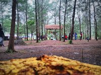 Cembukur(cemara Bukit Kapur)