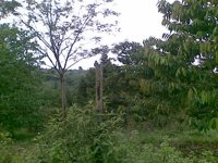 Wisata Durian & Rambutan Km 12 Tower Kembar Sangatta