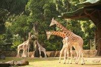 Taman Safari Indonesia Bogor