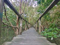 Mangrove Margo Mulyo