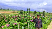 Kebun Bunga Hortensia
