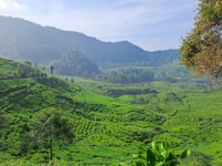 Kebun Teh Puncak Panoongan