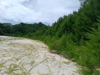 Pantai 1000 Pohon Cemara (kambur)