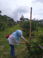 Agrowisata Kebun Jeruk