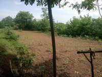 Kebun Pa Gabriel Gaja Tukan