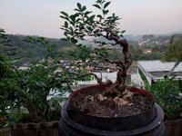 Omah Pereng (sedulur Bonsai Plat H)
