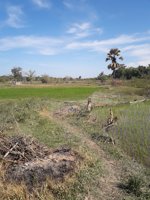 Kolorae - Pulau Dana, Kabupaten Sabu Raijua, Kecamatan Raijua