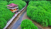 Hutan Mangrove Kebumen