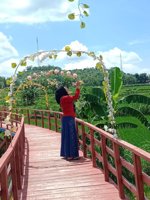 Wisata Sawah Bajangp