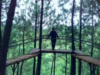 Wisata Pinus Kita Gemaharjo