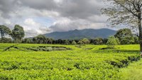 Kebun Teh Pangalengan