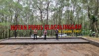 Hutan Pinus Glagalinggah Lestari