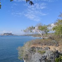 Mangrove Maubesi