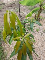 Buleleng Agro Iii Demplot Mangga