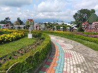 Wisata Taman Bunga Celosia
