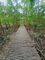 Wisata Alam Mangrove Desa Silo Baru